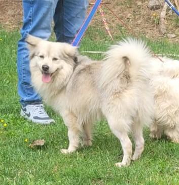 Yorgo, Un Tenero Simil Volpino